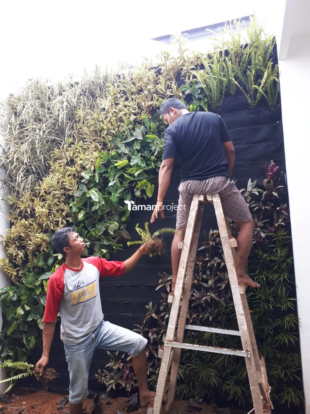 taman vertikal minimalis